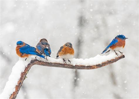 Birds wintering