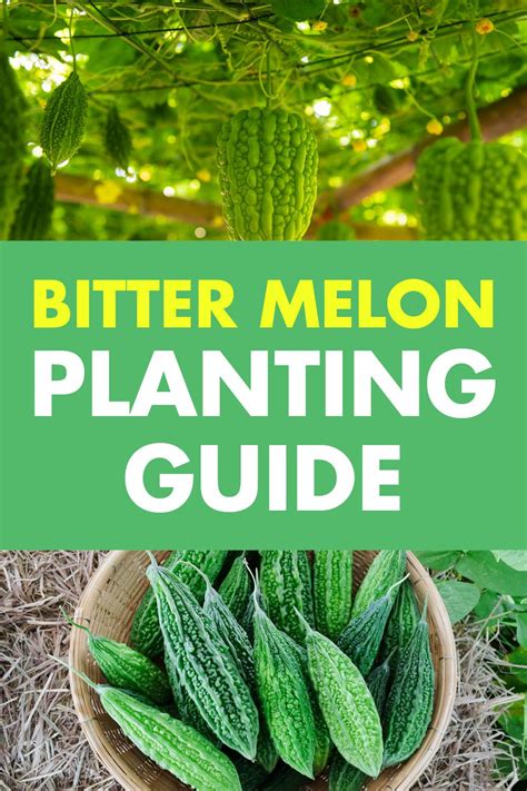 bitter melon companion plants