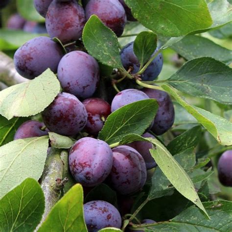black amber plum tree pollination