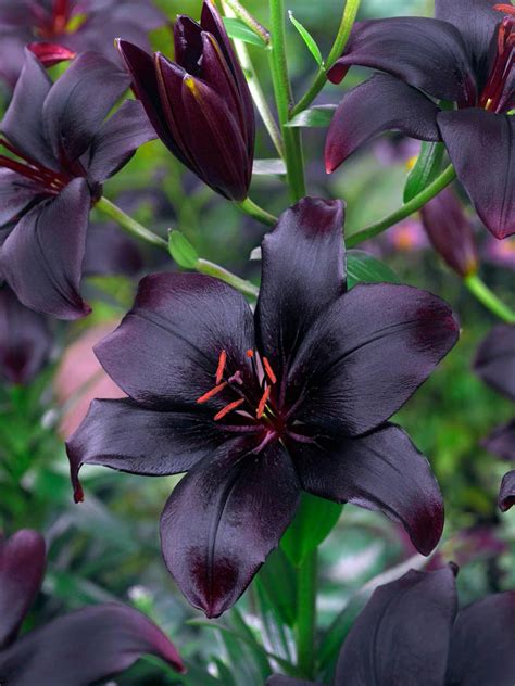 black asiatic lily