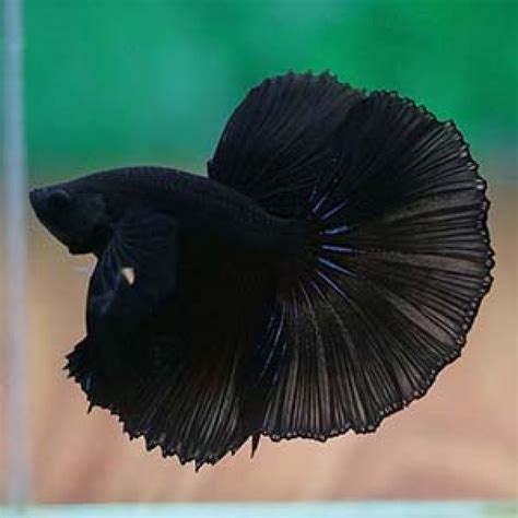 Black Betta Fish