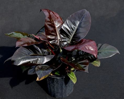 black cardinal philodendron