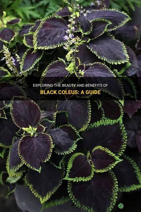 black coleus