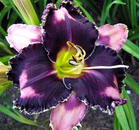 black daylily