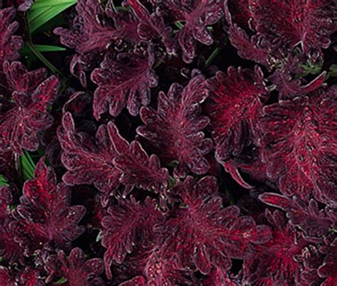 black dragon coleus