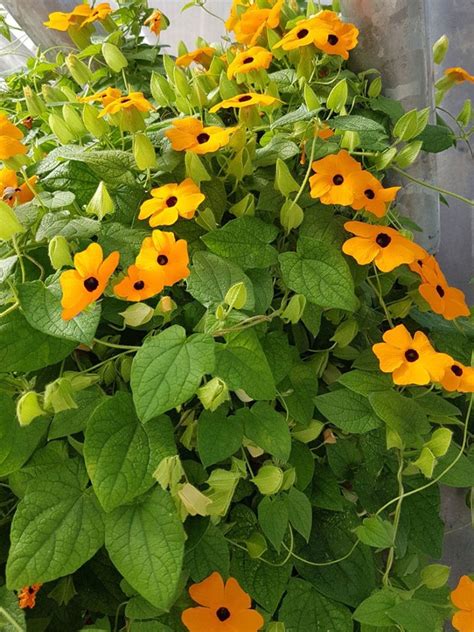 The Beauty and Benefits of Black Eyed Susan Vine Plant