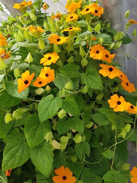 black eyed susan vine plant