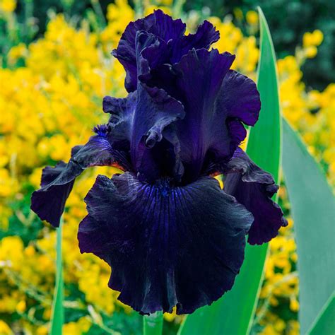 black german iris