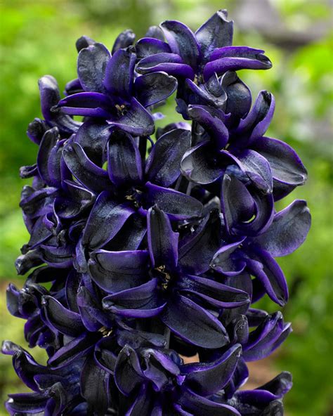 black hyacinth