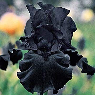 black iris bulbs