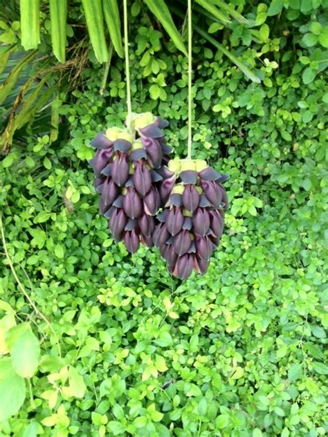 The Mysterious and Stunning Black Jade Vine: A Closer Look