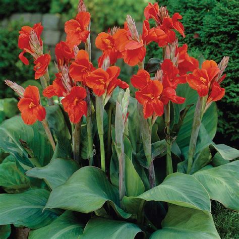 black knight canna lily