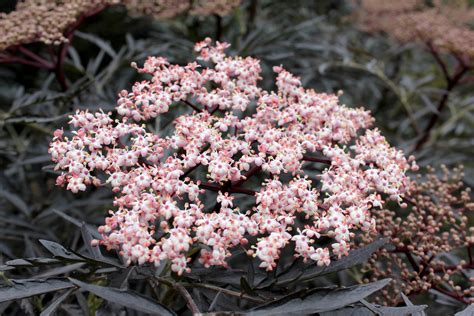 black lace elderberry companion plants