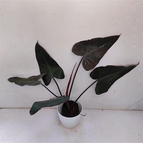 black majesty philodendron
