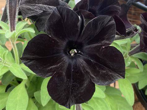 black petunia flower