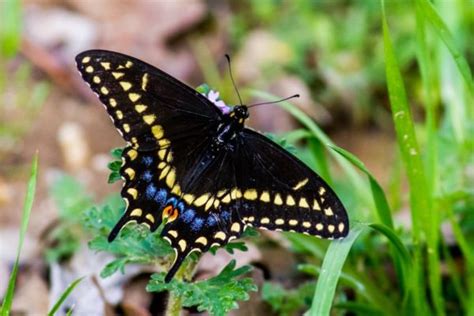 black swallowtail host plants