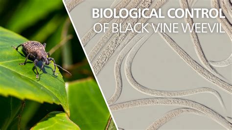 black vine weevil control