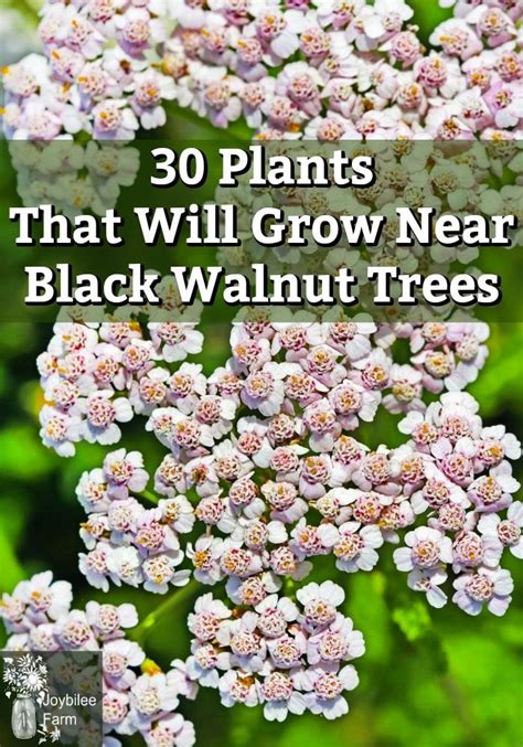 black walnut companion plants