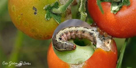 black worms on tomatoes