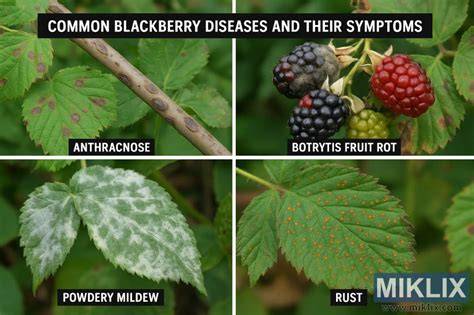 blackberries with rust disease