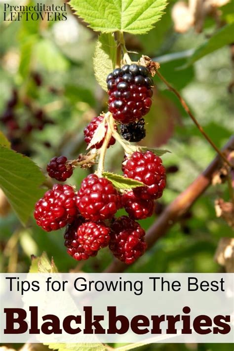 blackberry gardening tips