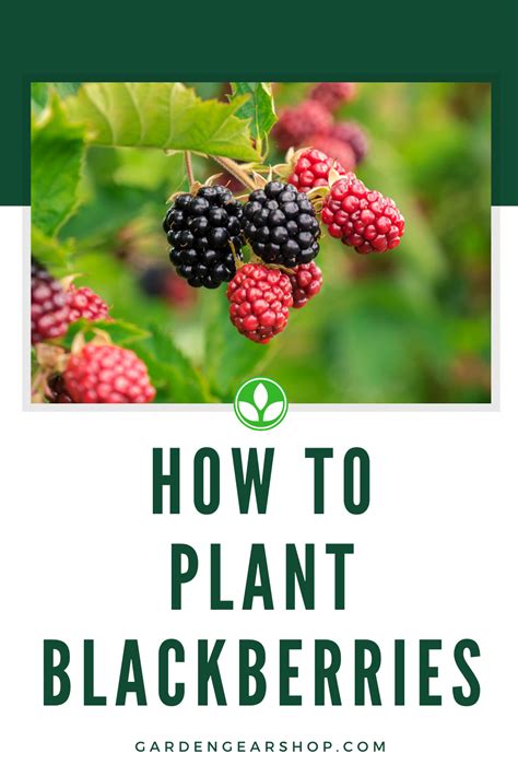 blackberry gardening tips