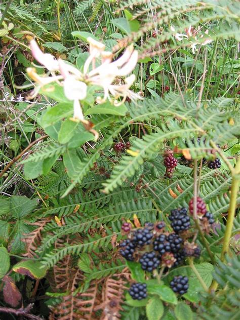 blackberry honeysuckle plant
