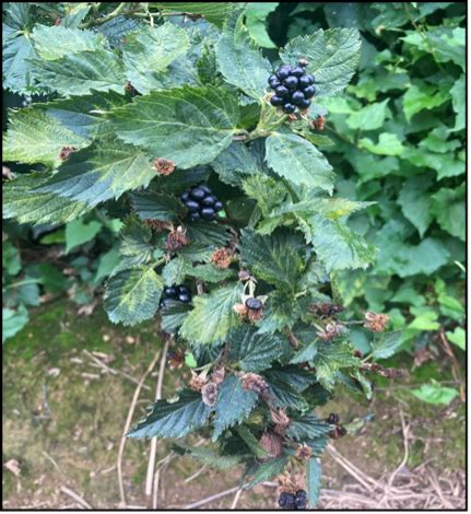 blackberry nematode information