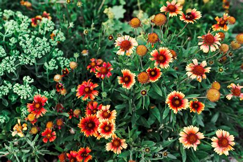 blanket flower