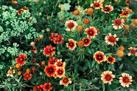 blanket flower companion plants