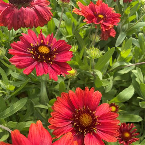 blanket flower red