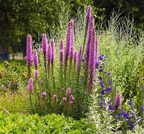 blazing star companion plants