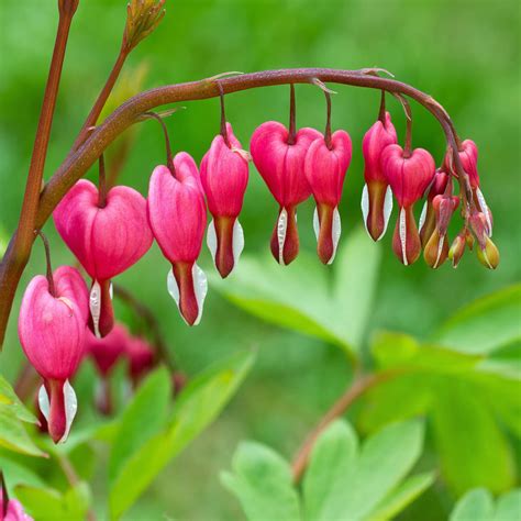 bleeding heart bulbs