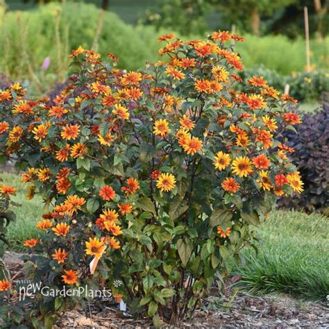 bleeding hearts false sunflower