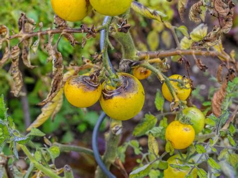 blight infected tomatoes