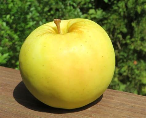 blondie apples