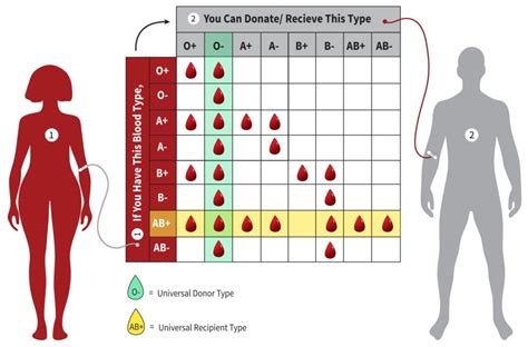 Blood Chart Donor