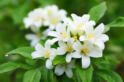 bloom jasmine