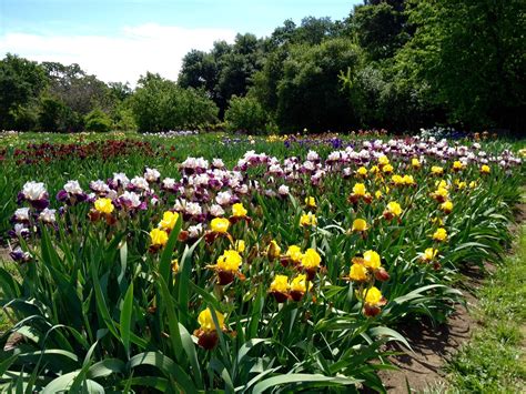 bloomerang iris farm