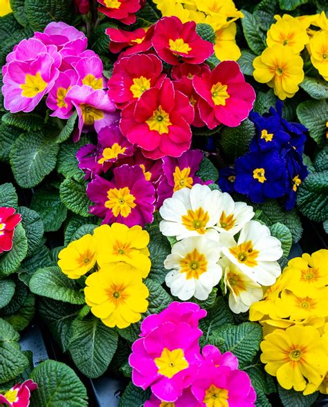 blooming shade plants