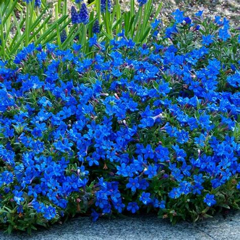 blue alyssum