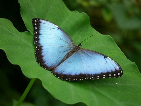 blue and white things