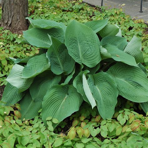 blue angel hosta plant