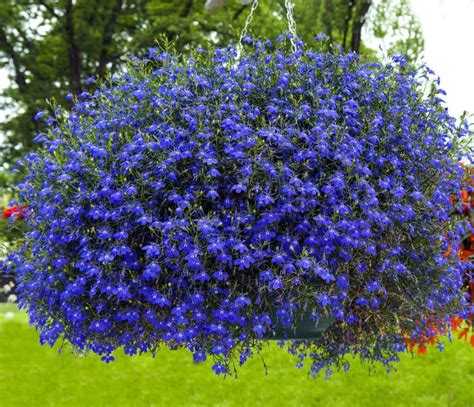 blue annuals