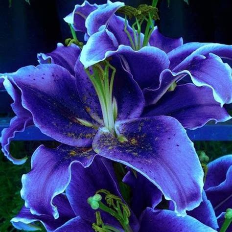 blue canna lily