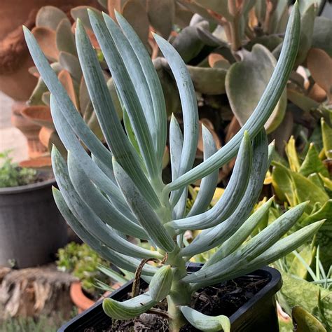 blue chalk sticks senecio serpens