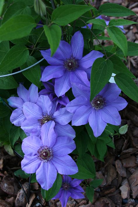 blue clematis varieties