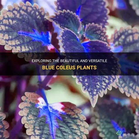 blue coleus