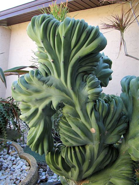 blue crest cactus