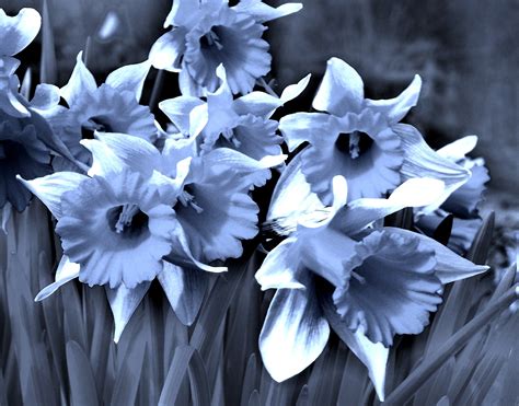 blue daffodils